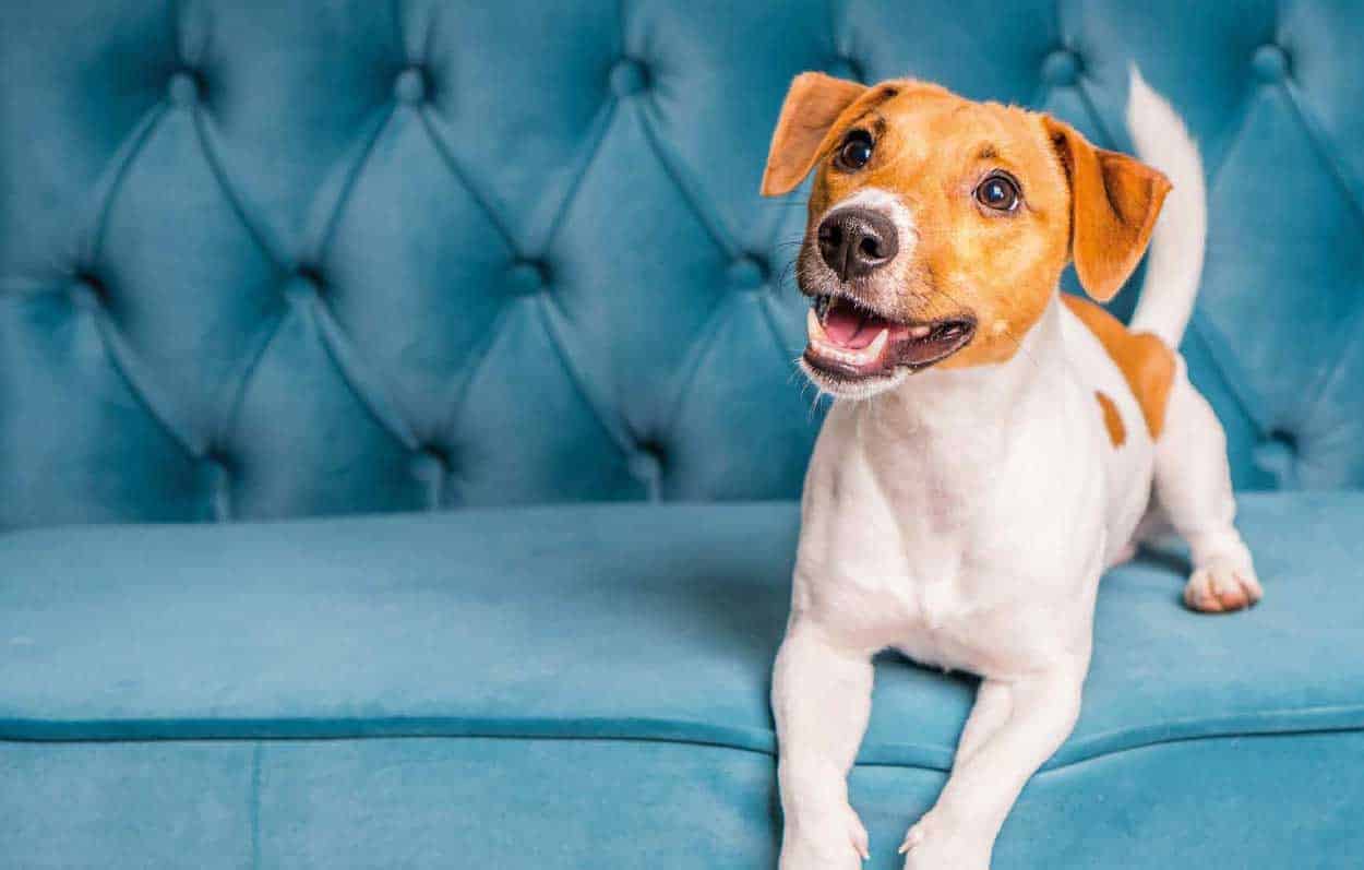 Dog First Aid Training Award Winning Dog First Aid Courses