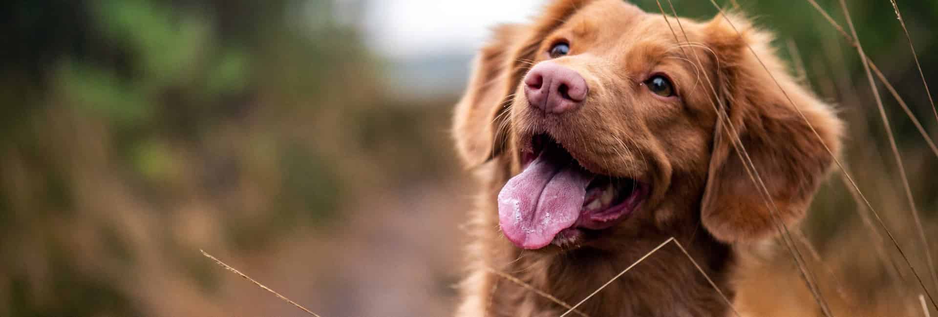 Emergency Canine Care course by Dog First Aid Training Dog First Aid