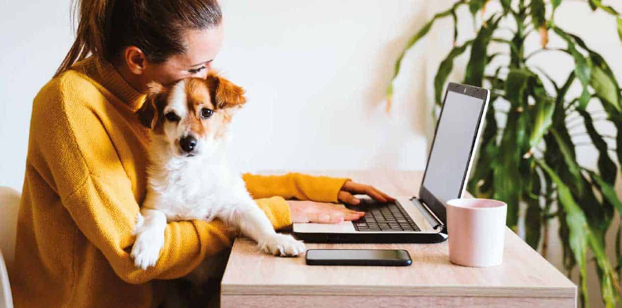 Dog First Aid Training Award Winning Dog First Aid Courses