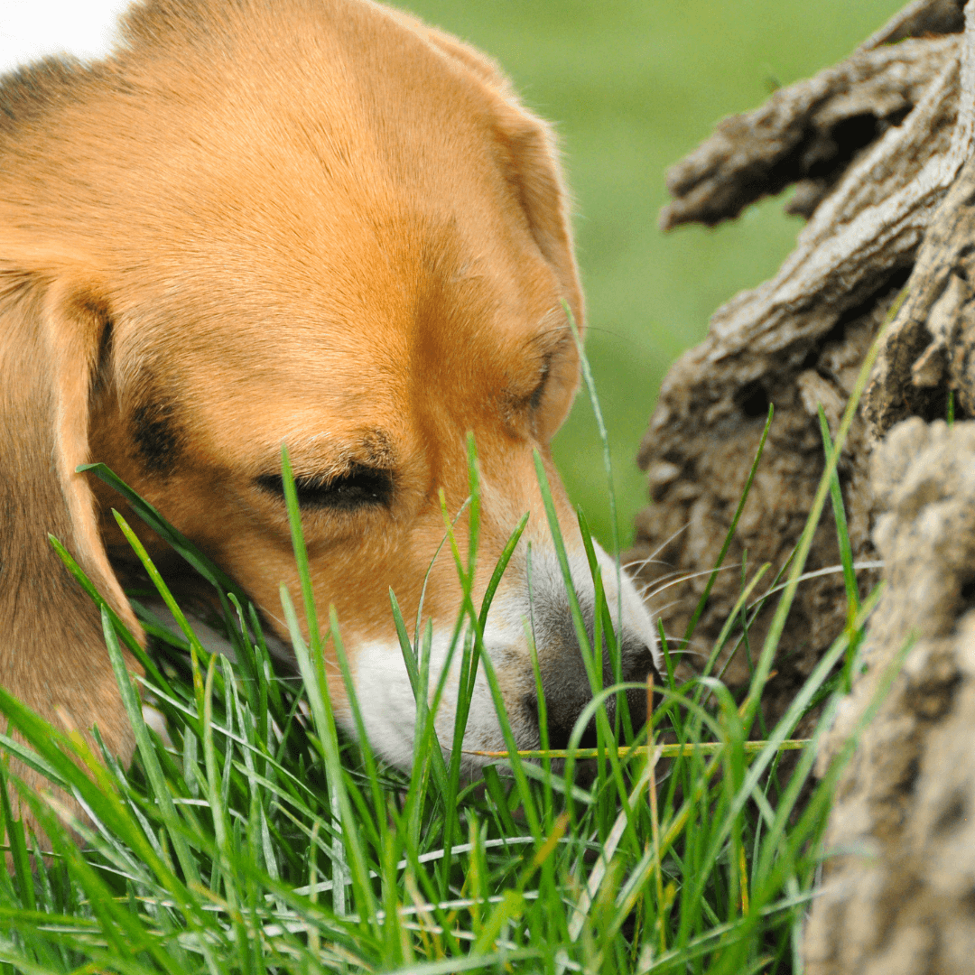 Why does my dog eat grass? Dog First Aid