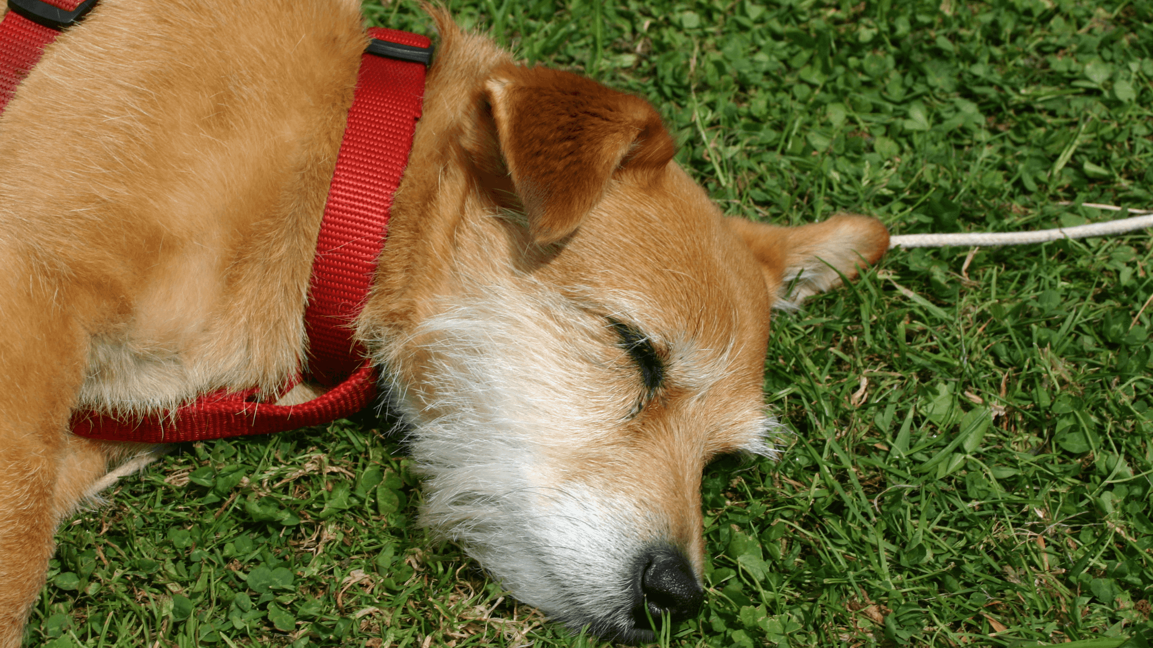 Dementia in Dogs
