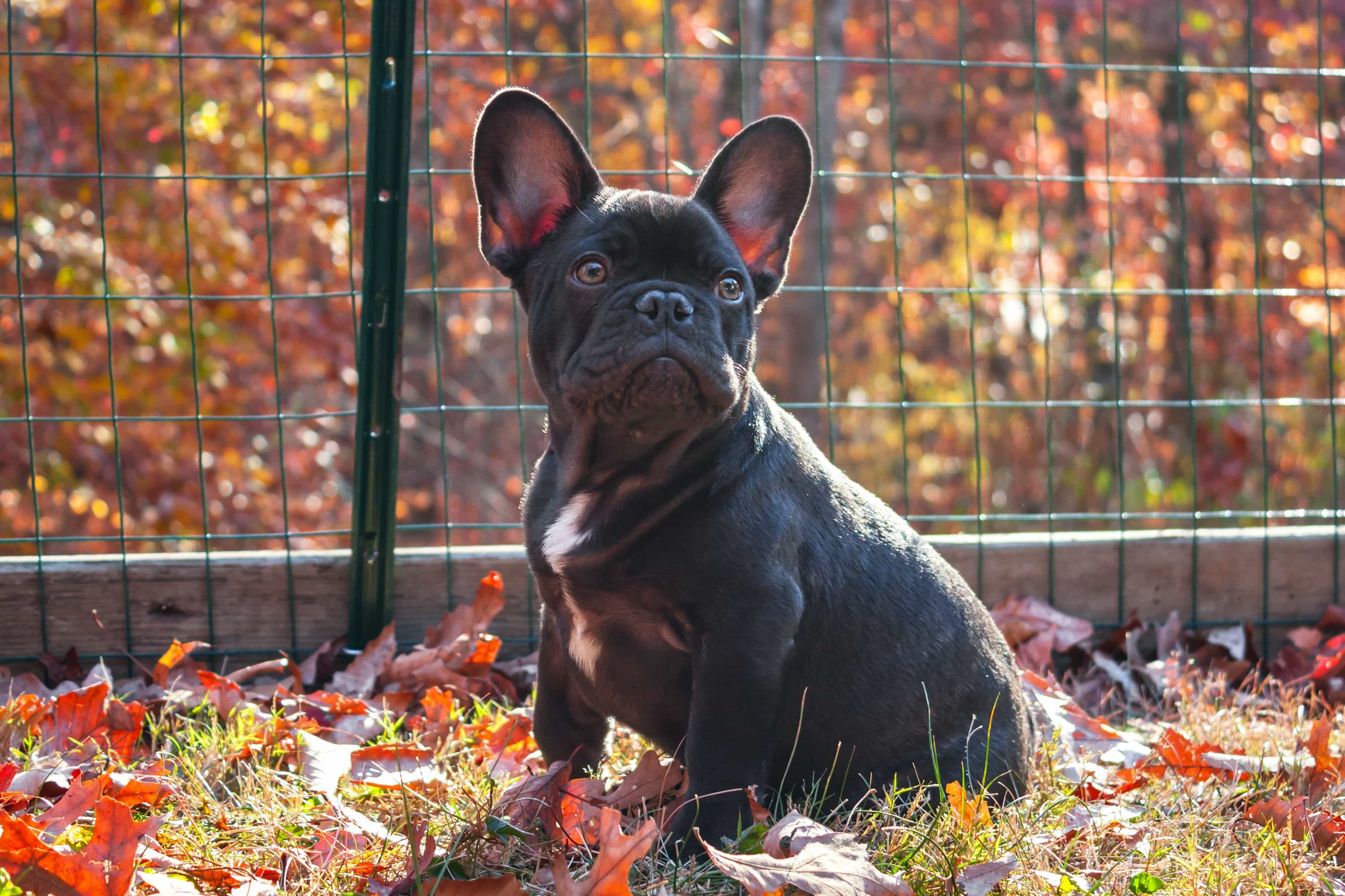 Flat Faced Breeds - Health Awareness