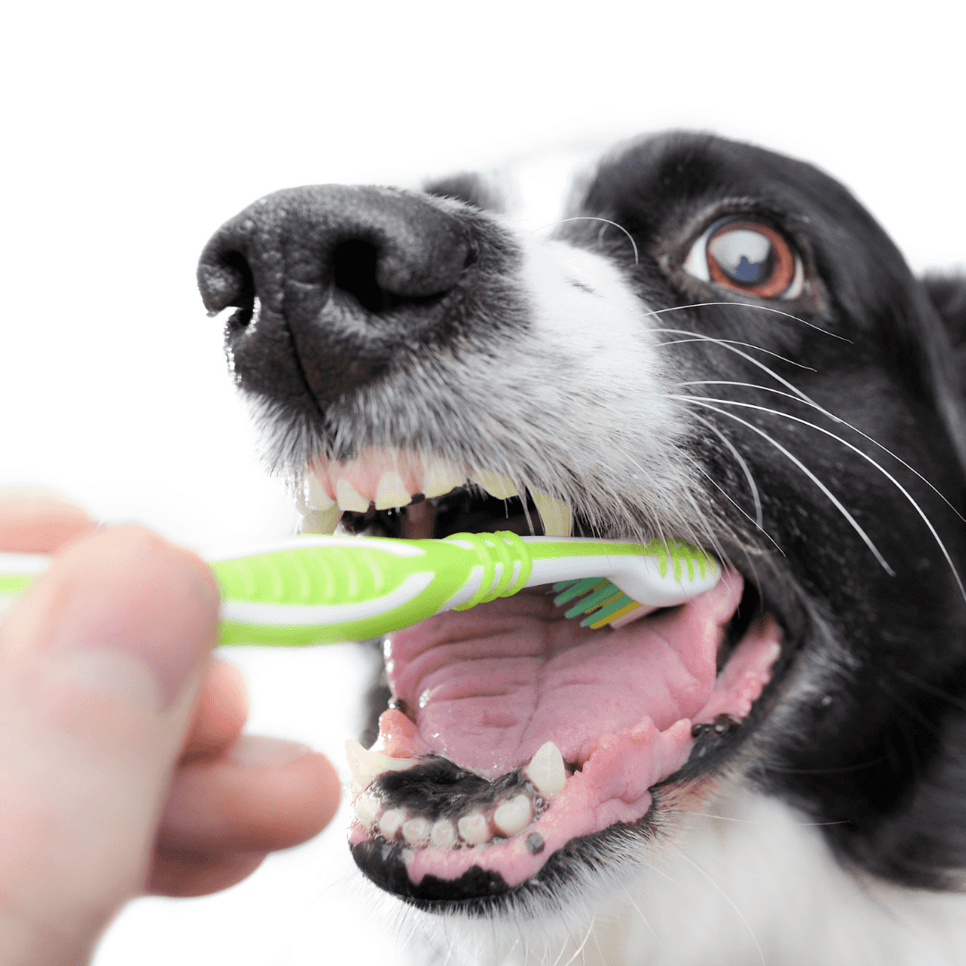 So why exactly DOES my dog smell? Dog First Aid