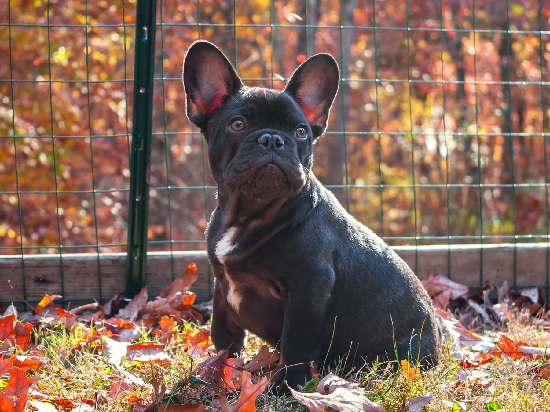 Flat Faced Breeds - Health Awareness