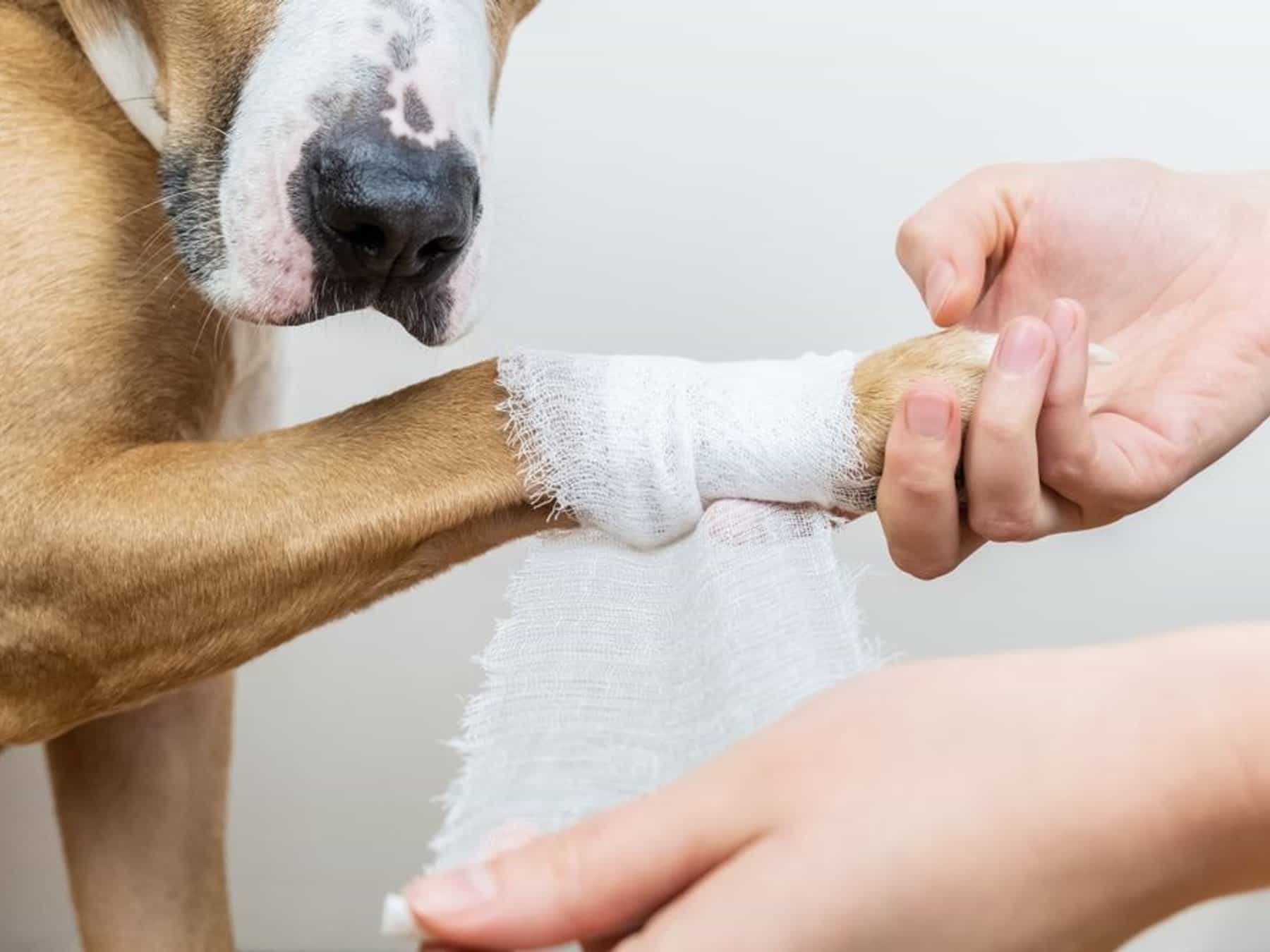 Emergency Canine Care