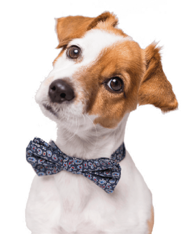 Dog wearing a bowtie