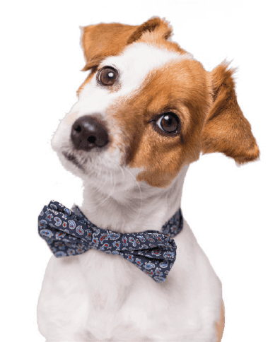 Dog wearing a bowtie