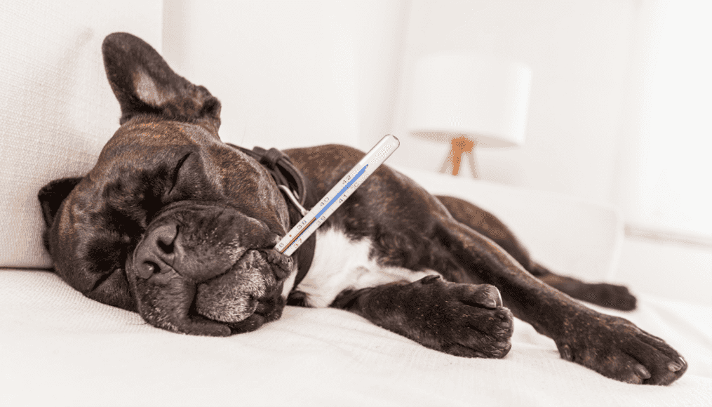 Heatstroke in dogs - what you need to know!