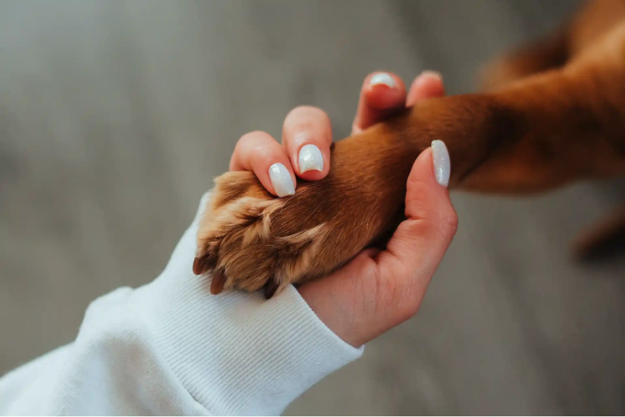 A female hand holding a dogs paw