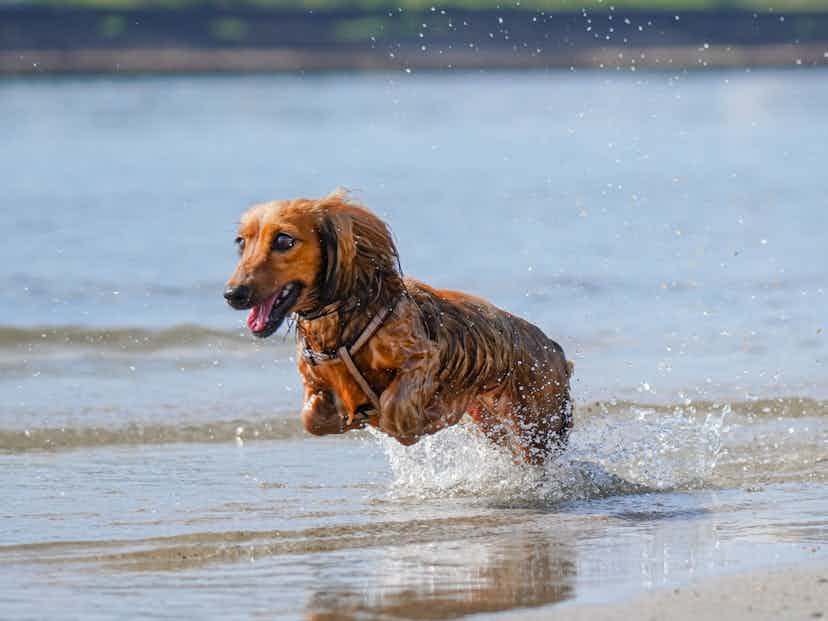 Water intoxication in dogs – how to recognise the signs and act