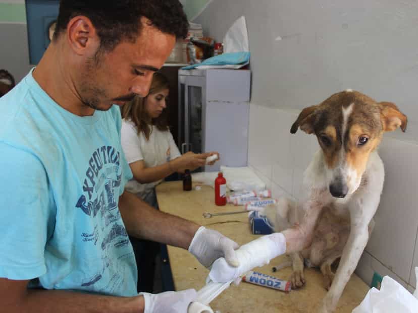 Taking the stress out of vet visits