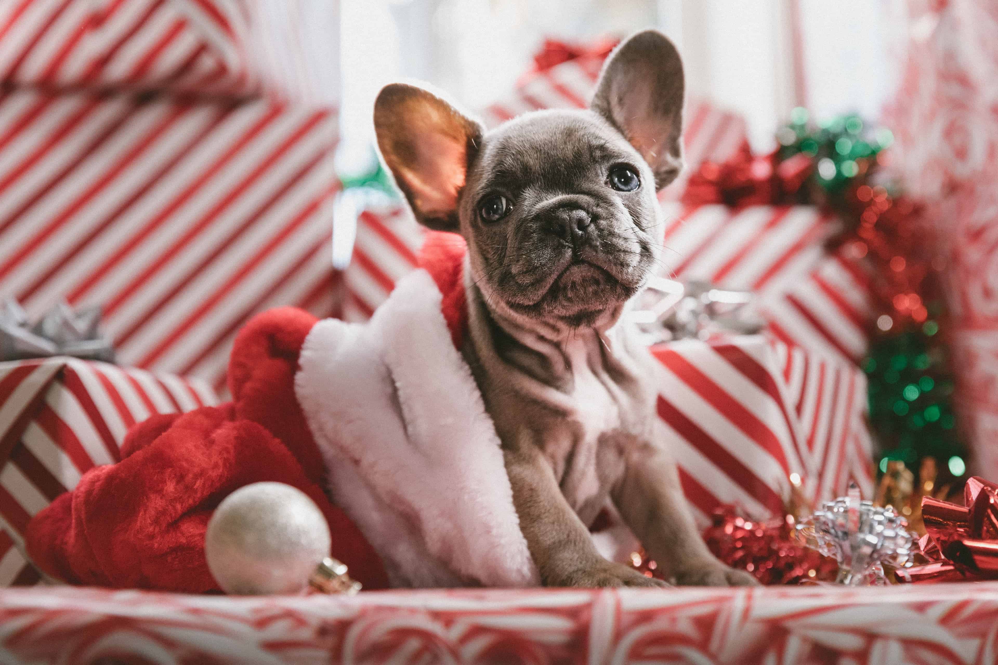 How to avoid a canine Christmas catastrophe