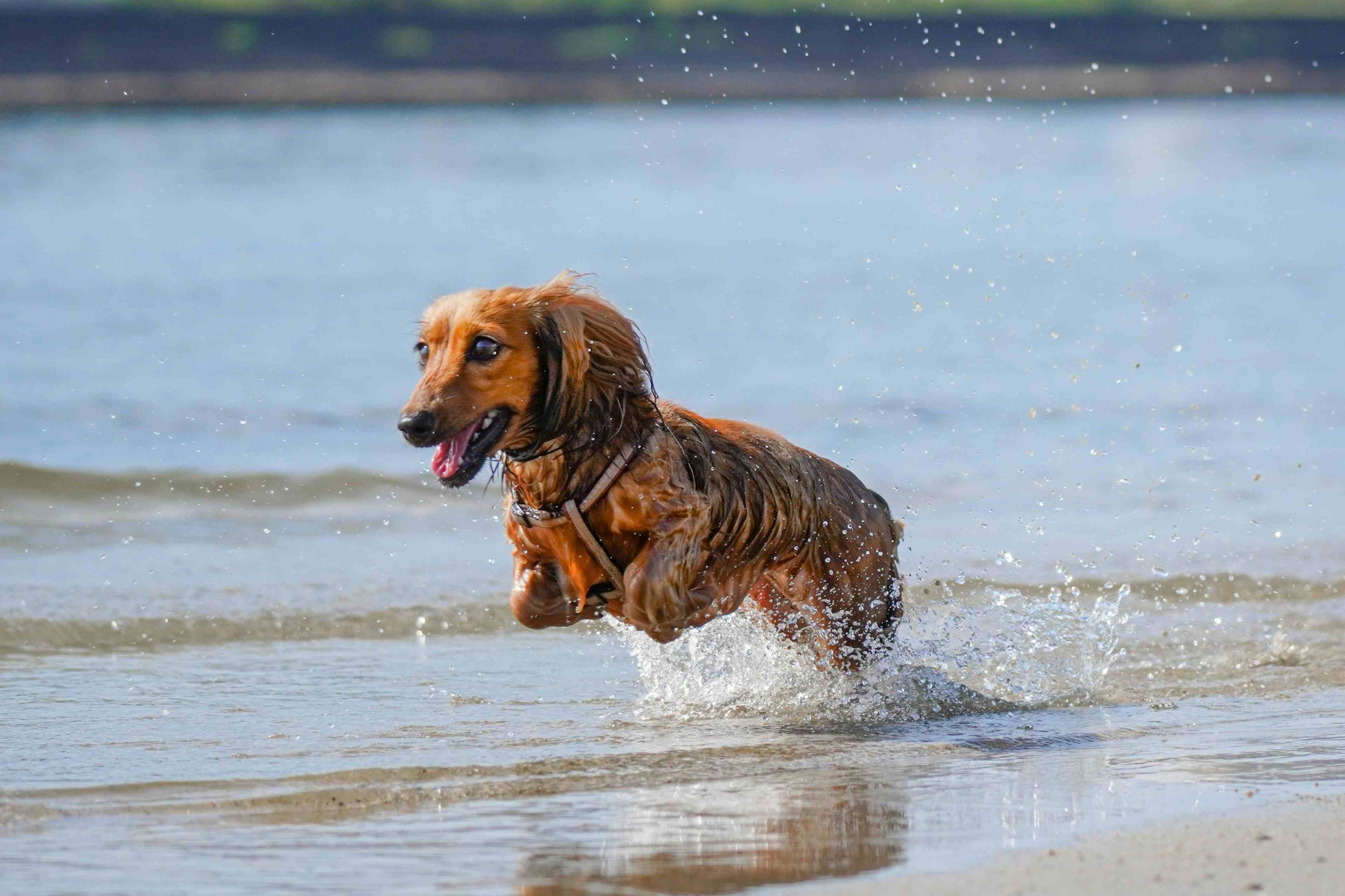 Water intoxication in dogs – how to recognise the signs and act