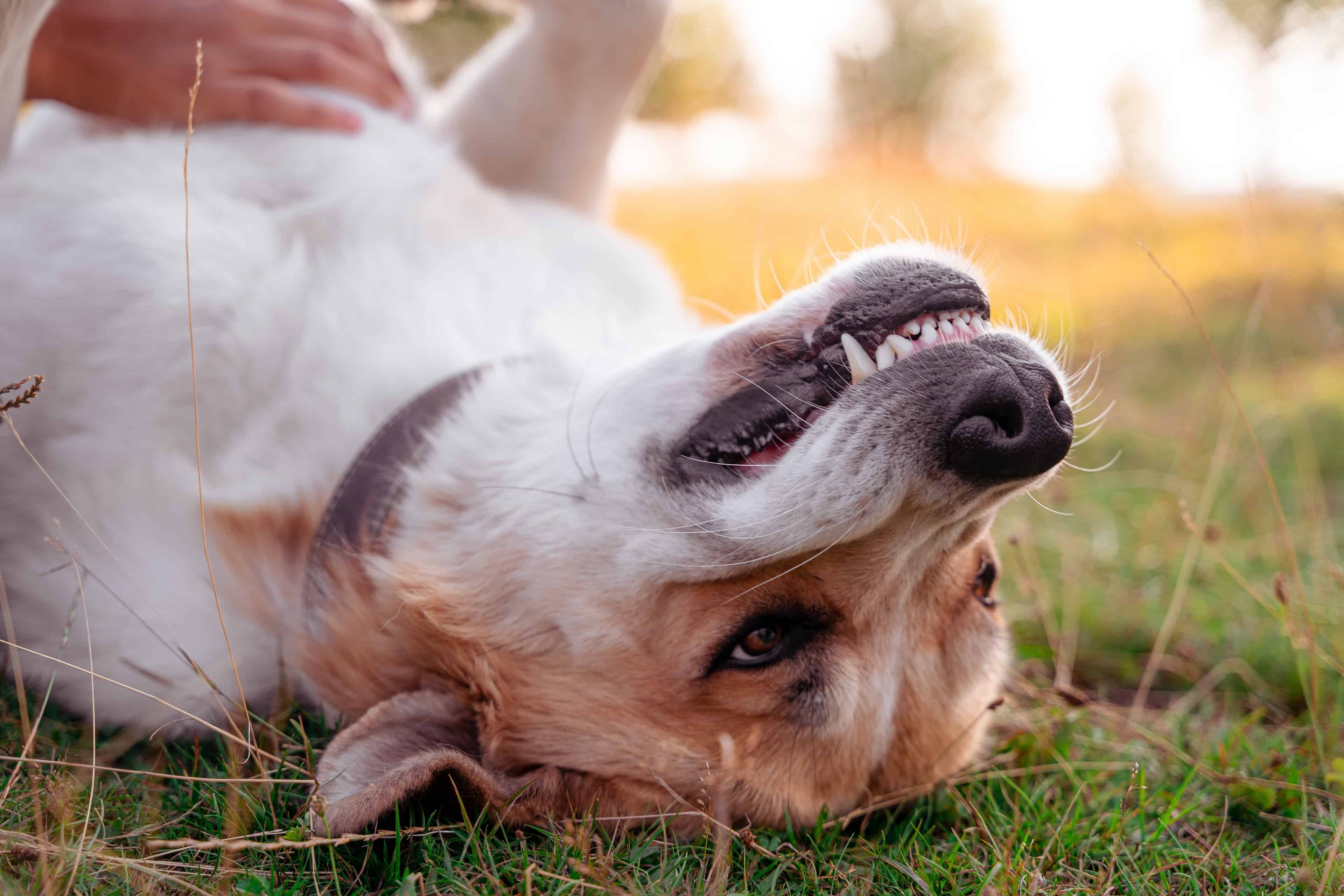 Common Causes of Tooth Fracture in Dogs