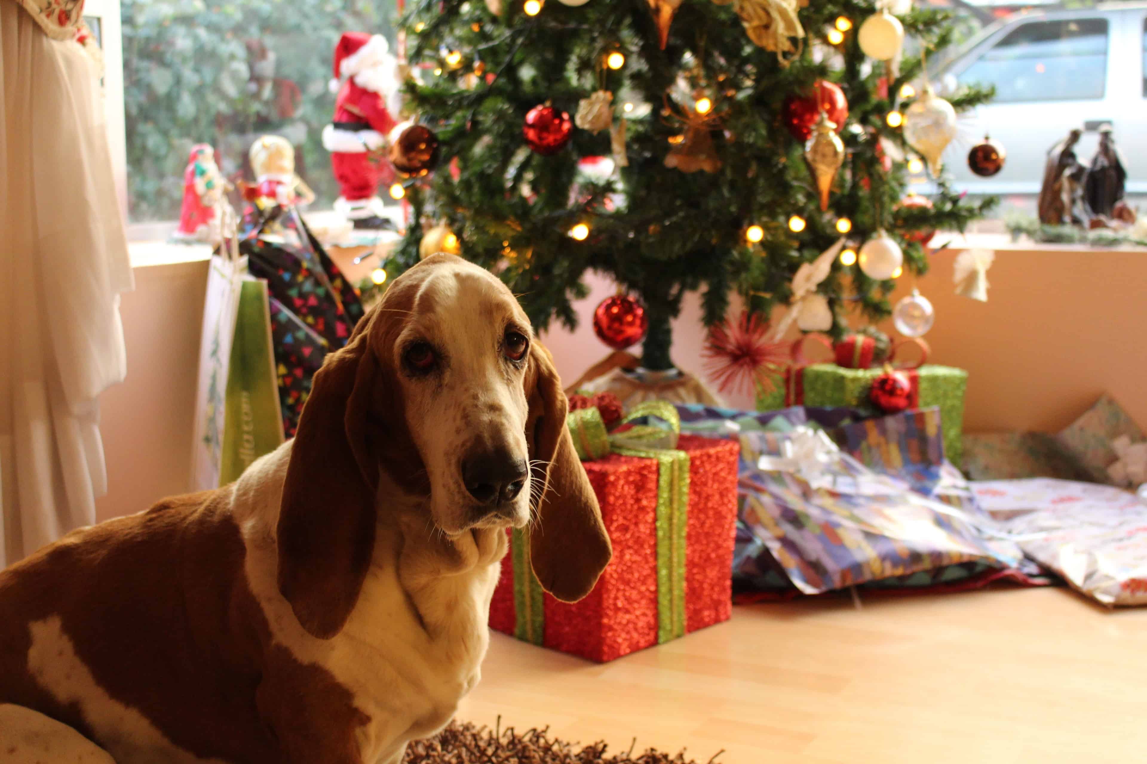 The best toys to buy for your dog this Christmas