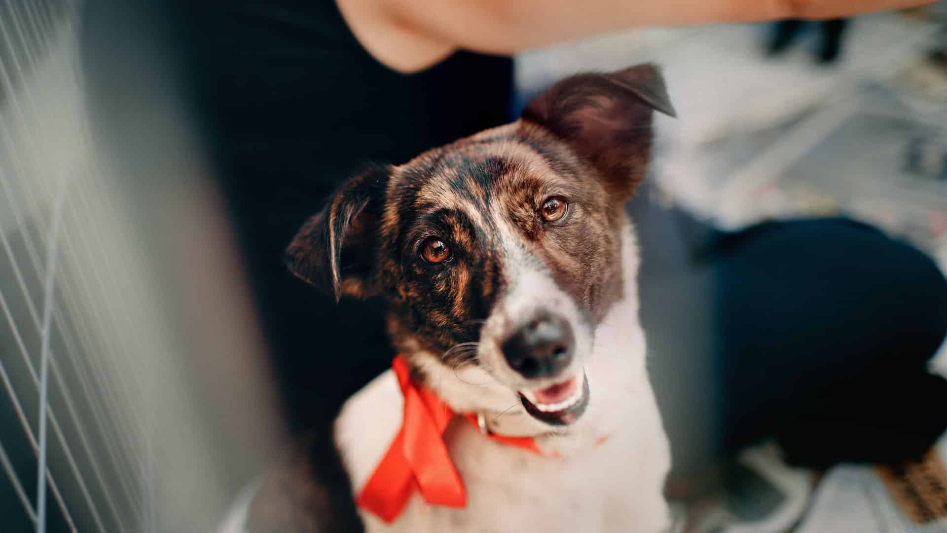 Boarding your dogs for the holiday season