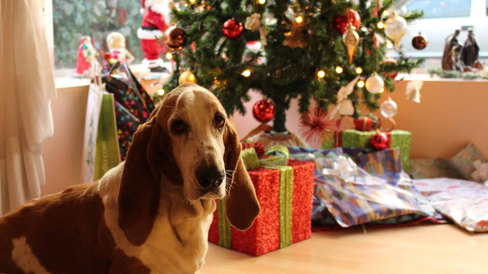 The best toys to buy for your dog this Christmas